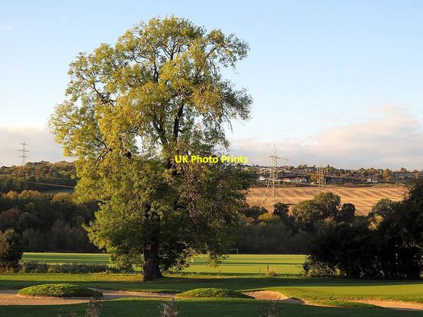 Photo 6"x4" Ash Tree on Close House Golf Course Ryton\/NZ1564 c2015