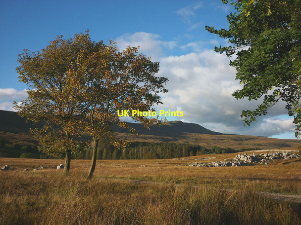 Photo 6"x4" Trees by the track to Ellerbeck Chapel-le-Dale c2015