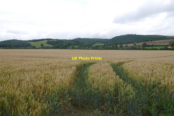 Photo 6"x4" Winter wheat, Middlemoor Presteigne\/Llanandras c2015