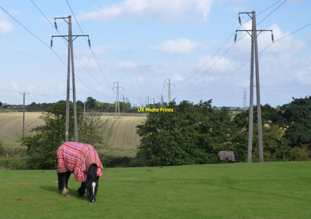 Photo 6"x4" Fashionable horses  Linton\/NZ2691 c2015