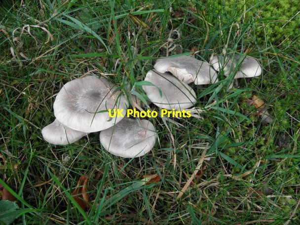 Photo 6"x4" Mushrooms, Mullaghslin Glebe Milltown\/H5775 c2015