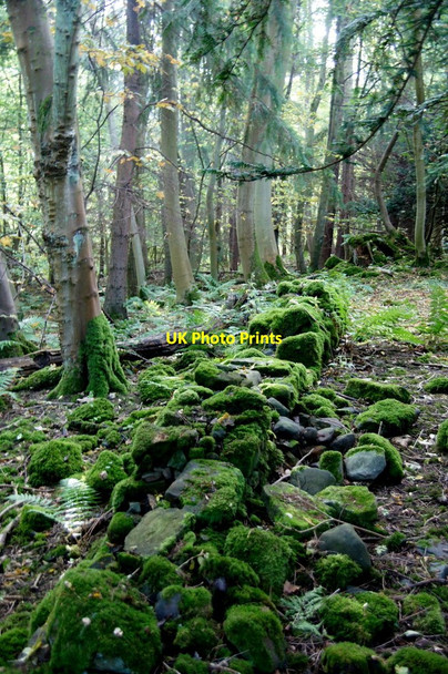 Photo 6"x4" Old wall in woodland beside the Midhope Burn at Abercorn Abercorn c2015