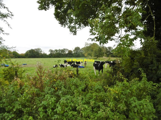 Photo 6"x4" Nursling, cattle grazing Hillstreet\/SU3416 c2015