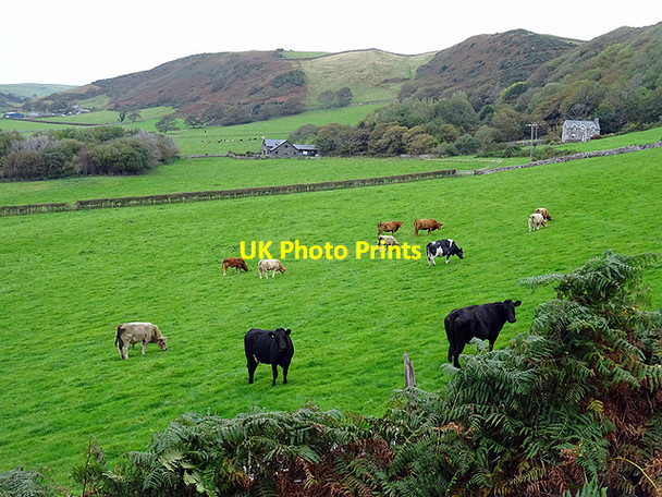 Photo 6"x4" Curious cattle at Cefncamberth farm Bwlch\/SH5705 c2015
