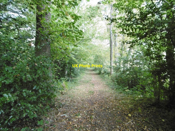 Photo 6"x4" Netley Marsh, footpath Totton c2015
