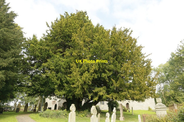 Photo 6"x4" Yew tree at St Teilo's Llandeilo Graban c2015