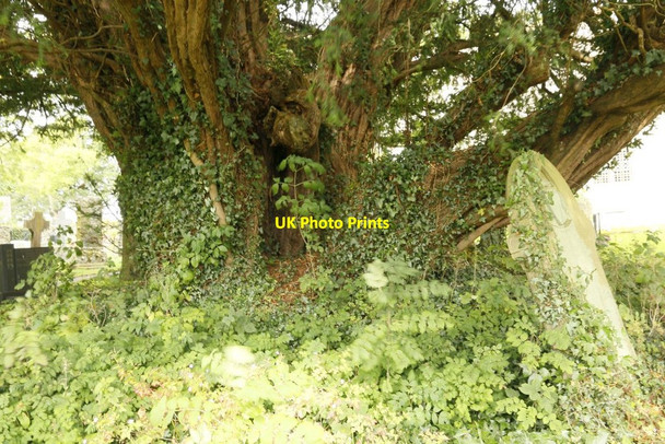 Photo 6"x4" The Older Tree Llandeilo Graban c2015
