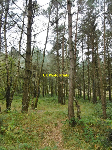 Photo 6"x4" Copythorne Common, conifers Stonyford\/SU3215 c2015