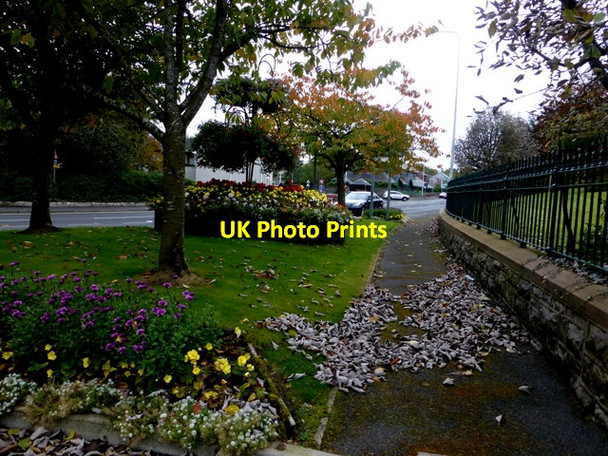 Photo 6"x4" Fallen leaves, Dublin Road, Omagh Omagh c2015