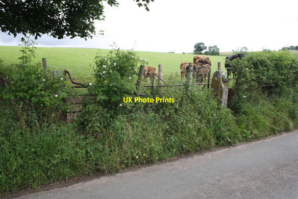 Photo 6"x4" Cows in field beside minor road east of Sandford Sandford\/NY7216 c2015