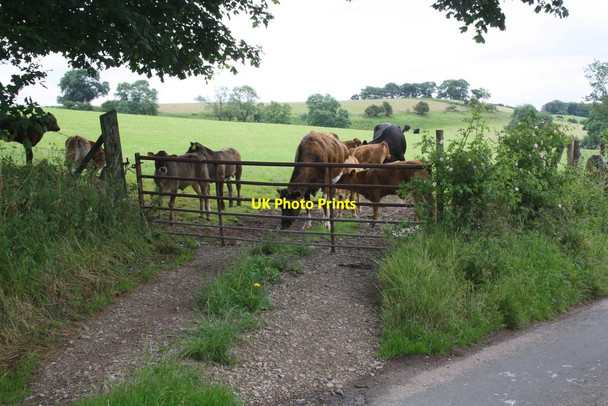 Photo 6"x4" Track into field with cows east of Sandford Sandford\/NY7216 c2015