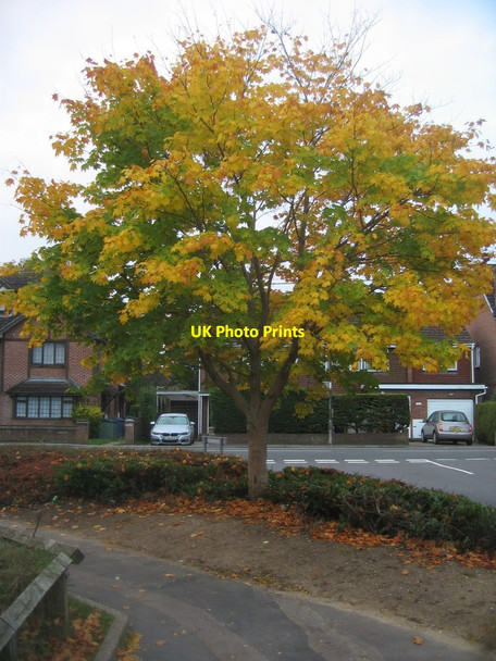 Photo 6"x4" Autumn colour - Chapel Lane Fox Lane c2015