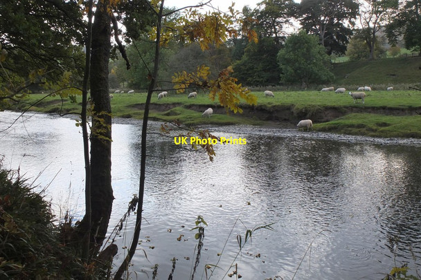 Photo 6"x4" The River Tweed at Eshiels Peebles\/NT2540 c2015