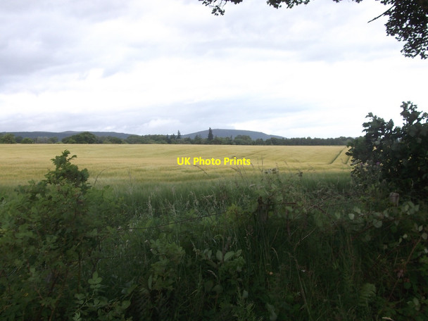 Photo 6"x4" Barley, Ardullie Ardullie c2015