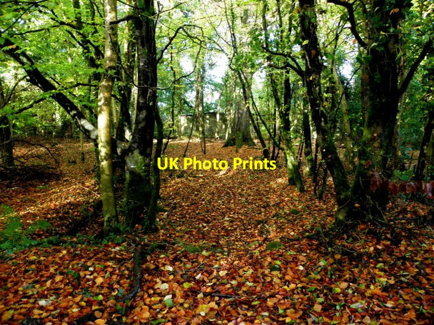 Photo 6"x4" Fallen leaves, Seskinore Seskinore c2015