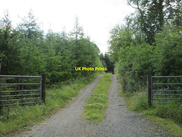 Photo 6"x4" Roadway into East Mid Plantation South Corrielaw c2015