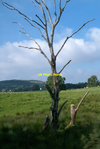 Photo 6"x4" Dead tree on the north side of Ballylough Road Annsborough c2015