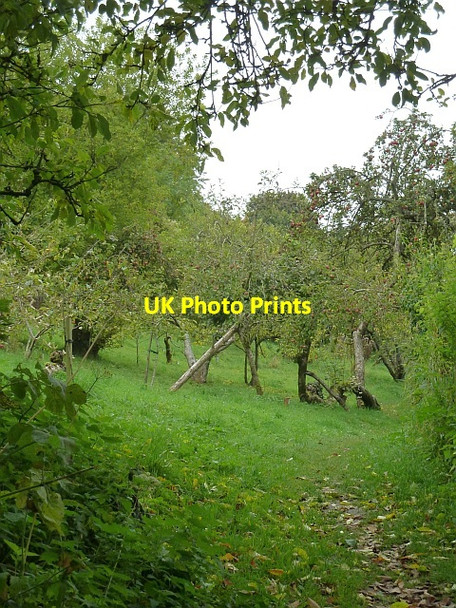 Photo 6"x4" Reeves Orchard, Bratton Bratton\/ST9152 c2015