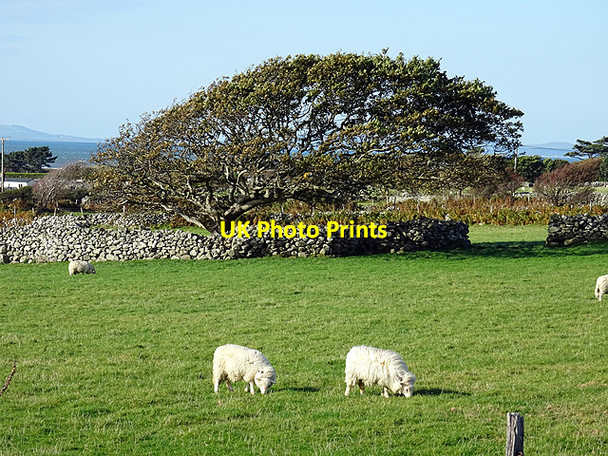 Photo 6"x4" Pasture south of Tal-y-bont Tal-y-bont\/SH5821 c2015