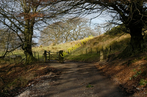 Photo 6"x4" Road through Holme Wood Scorton\/SD5048 c2009