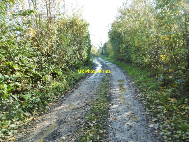 Photo 6"x4" Up Sydling, byway Up Sydling c2015