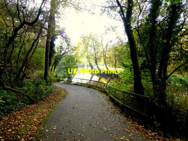 Photo 6"x4" Leaves along the Highway to Health Omagh c2015
