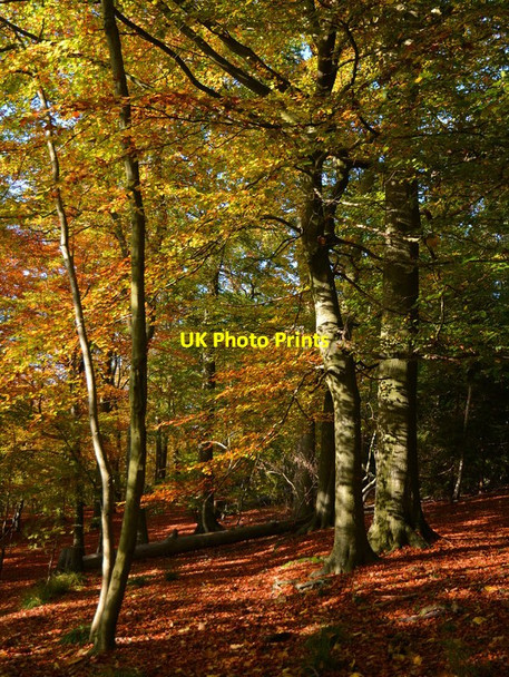 Photo 6"x4" Path in Sulham Wood, Berkshire Sulham c2015