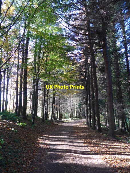 Photo 6"x4" The track from Corehouse Lanark c2015