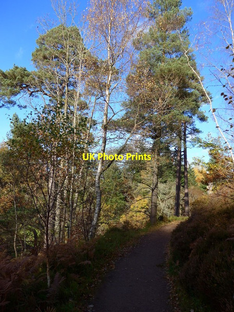 Photo 6"x4" Autumn colour by the Clyde gorge Lanark c2015