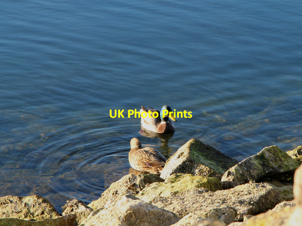 Photo 6"x4" Mallard Ducks on Rutland Water Normanton\/SK9306 c2015
