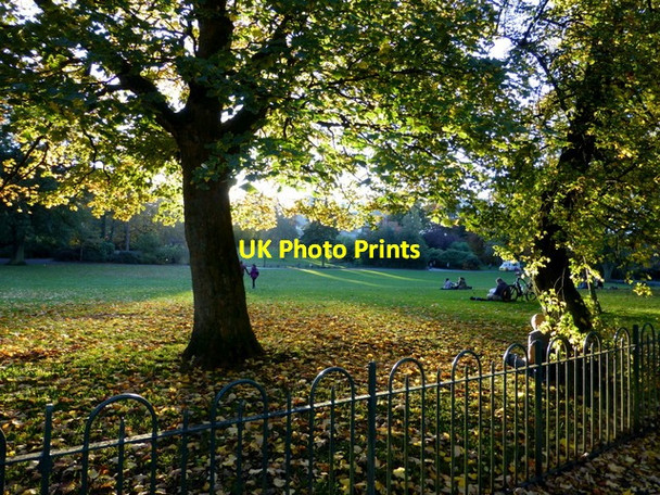 Photo 6"x4" Back-lit tree, Botanic Gardens, Belfast Belfast c2015