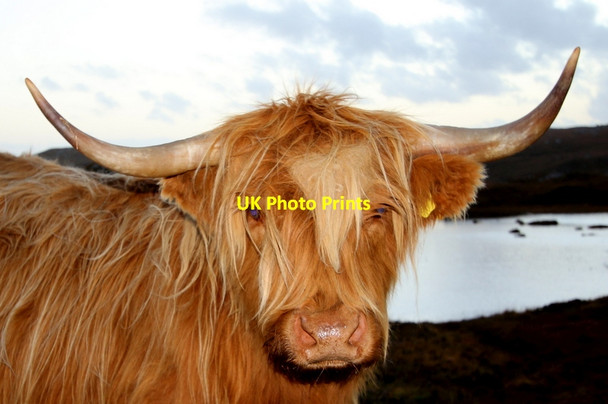 Photo 6"x4" A bad hair day by the loch side Gobhaig c2015