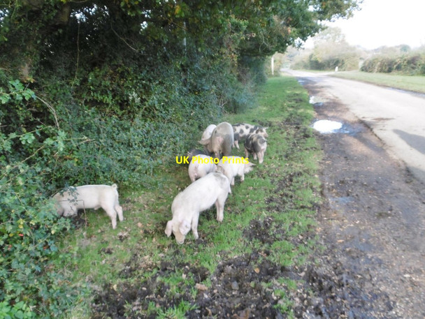 Photo 6"x4" South Gorley, pannage pigs 2) South Gorley c2015