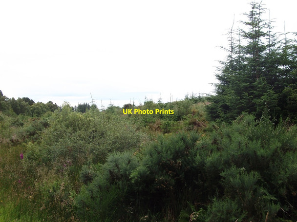 Photo 6"x4" Young woodland, East Lamington Hartmount c2015