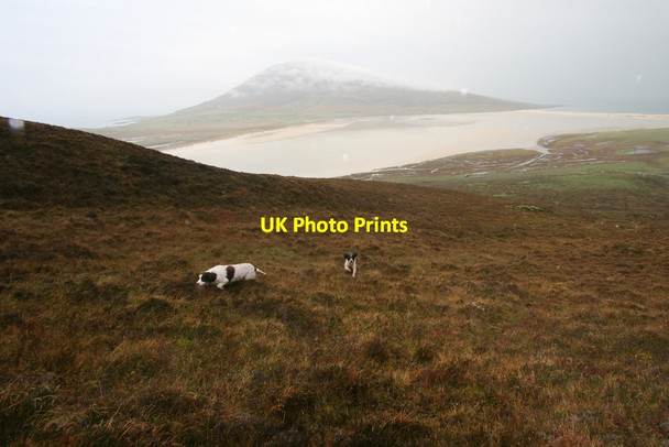 Photo 6"x4" Spaniels on the ascent of Maodal Taobh Tuath c2015