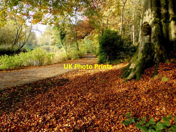 Photo 6"x4" Fallen leaves, Mullaghmore Omagh c2015