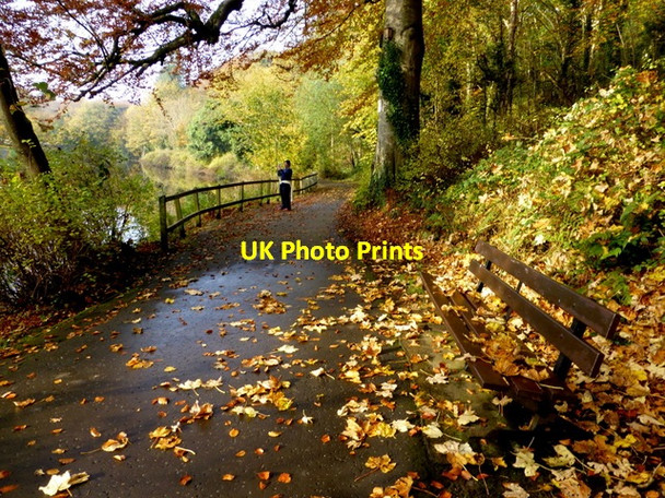 Photo 6"x4" Fallen leaves, Highway to Health, Mullaghmore Omagh c2015