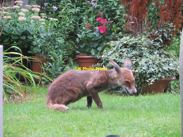 Photo 6"x4" The Highgate Fox Camden Town c2015