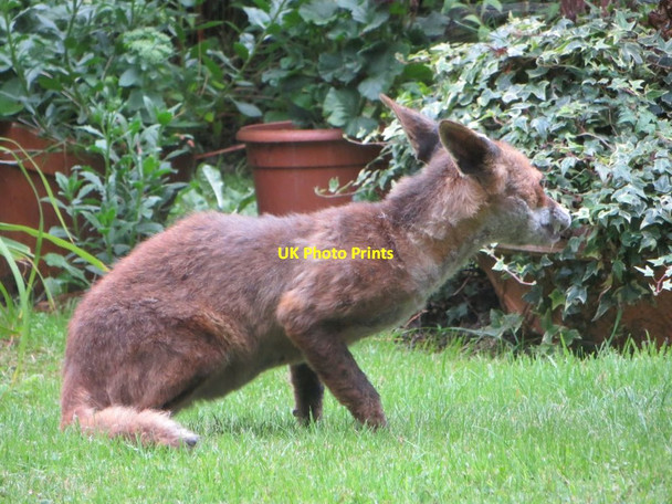 Photo 6"x4" Nervous Fox Camden Town c2015