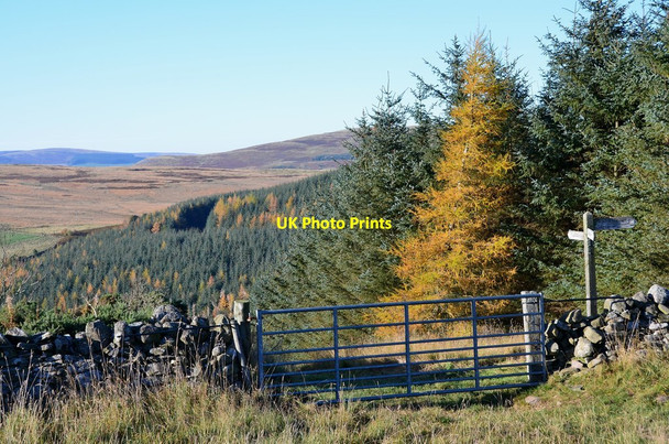 Photo 6"x4" Path junction, Darling's Hill Galashiels c2015