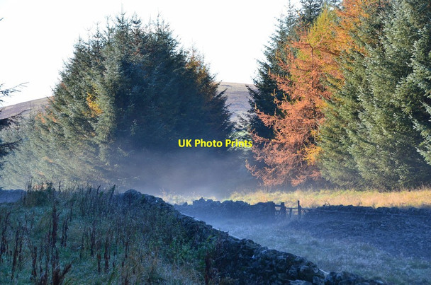 Photo 6"x4" Mist forming in Ladhope Woodland Galashiels c2015
