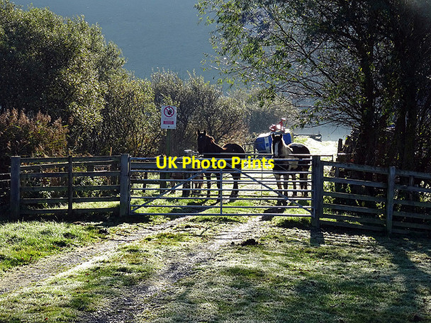 Photo 6"x4" Horses at Pant-y-dwn D\u00f4l-y-Bont\/SN6288 c2015