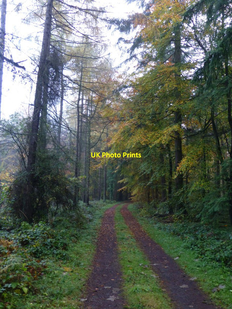 Photo 6"x4" In Blubbery Wood Hebron\/NZ1989 c2015