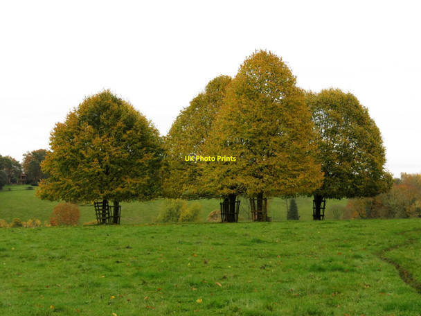 Photo 6"x4" Trees in Basildon Park Lower Basildon c2015