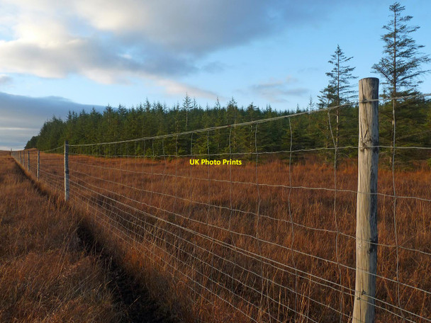 Photo 6"x4" Forest boundary, Woodcock Hill Forest, Sutherland Allt Breugach c2015