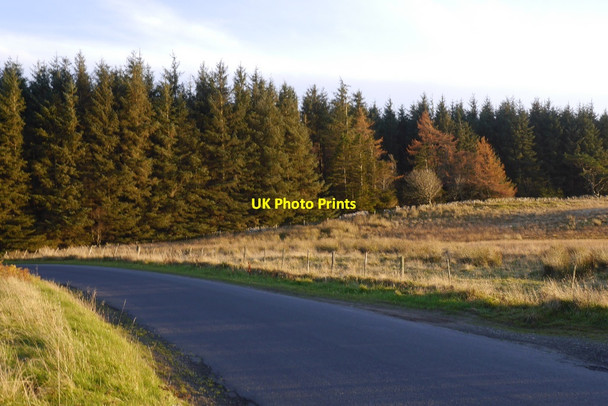 Photo 6"x4" Parkend Plantation Roberton\/NT4214 c2015