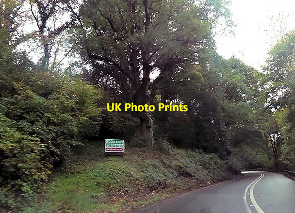 Photo 6"x4" Bend in A396 approaching Stoke Woods Huxham c2015