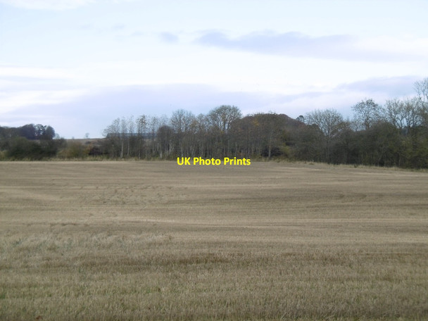 Photo 6"x4" Stubble, Brechin Brechin c2015