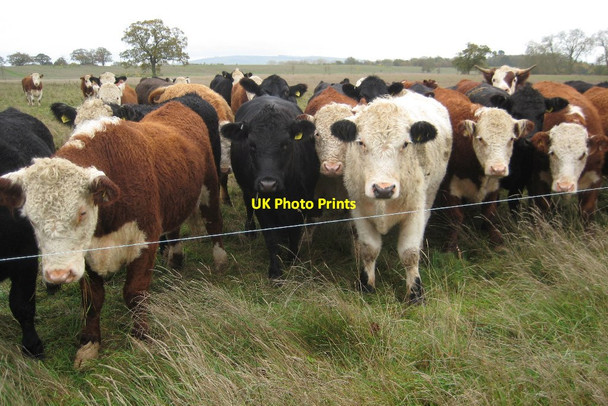 Photo 6"x4" Cattle in Croome Park Dunstall Common c2015