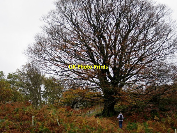 Photo 6"x4" A pocket of ancient woodland by Thirlmere Legburthwaite c2015
